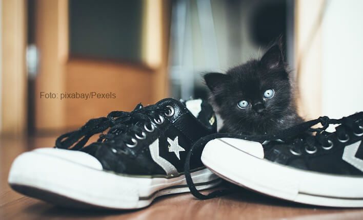Katzen die in Schuhe pinkeln