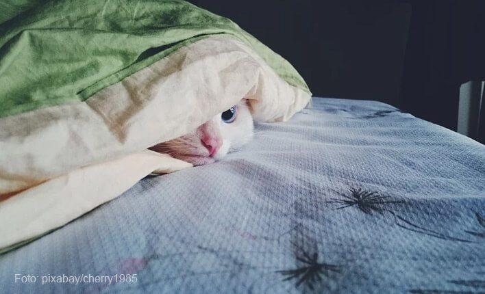 Katze beißt in Decke