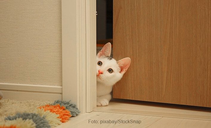 Katze kratzt an Tür