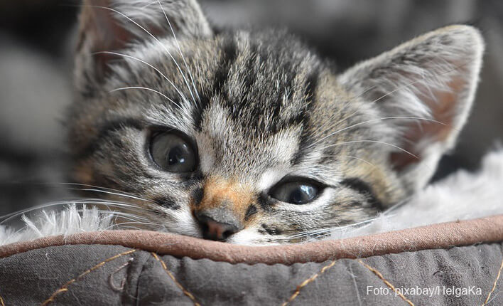Wie Gewöhne Ich Meiner Katze Das Kratzen An Möbeln Ab Katze kratzt an Tür, Tapete und Möbel - katzen-beratung.info