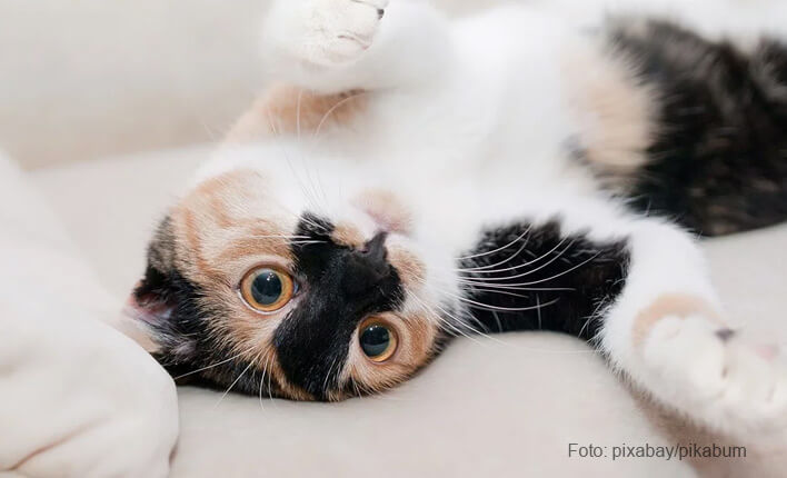 Katze ist erschöpft und zittert - katzen-beratung.info