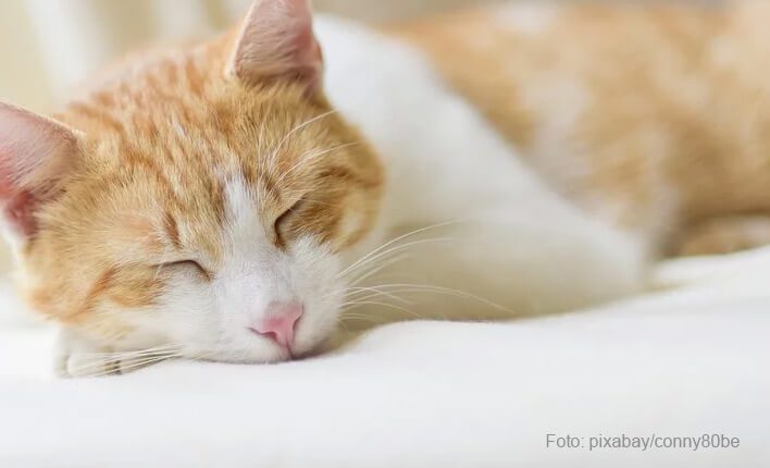 Katze zittert druch Schlafstörung