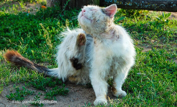Katze Zittert Am Ganzen Körper Nach Op Katze Zittert || Ursache + Lösung || Ratgeber für Katzenhalter