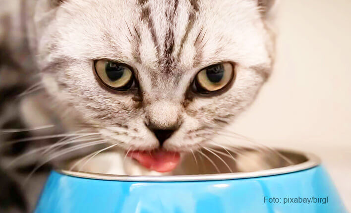 katzenspielzeug-activ-futternapf - katzen-beratung.info