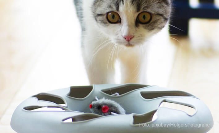 Ferplast Katzenspielzeug Interaktiv Intelligenzspiel Spielzeug f/ür Katzen