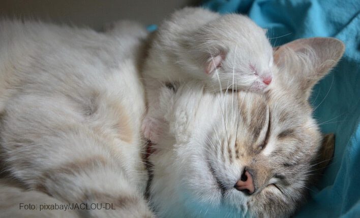 Katze hechelt nach Geburt