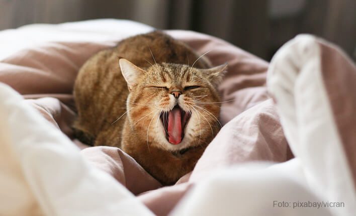 Katze ehchelt wegen erkrankter Schilddrüse