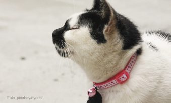 Katze hustet wegen Halsband