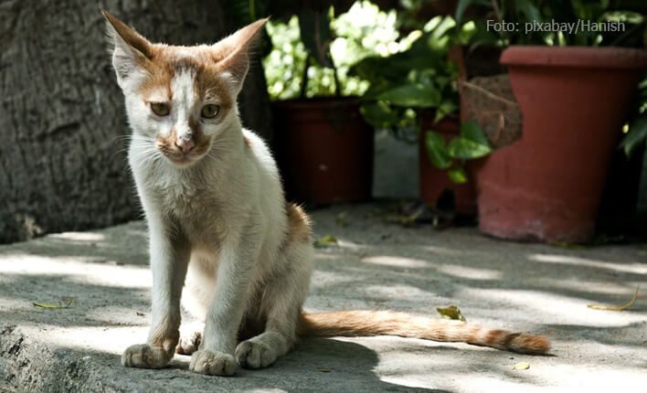 Giardien bei Katzen