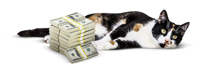 Kosten für Katzenhalter
