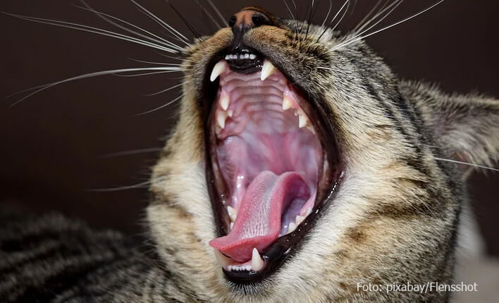 Katze sabbert wegen Zahnerkrankung
