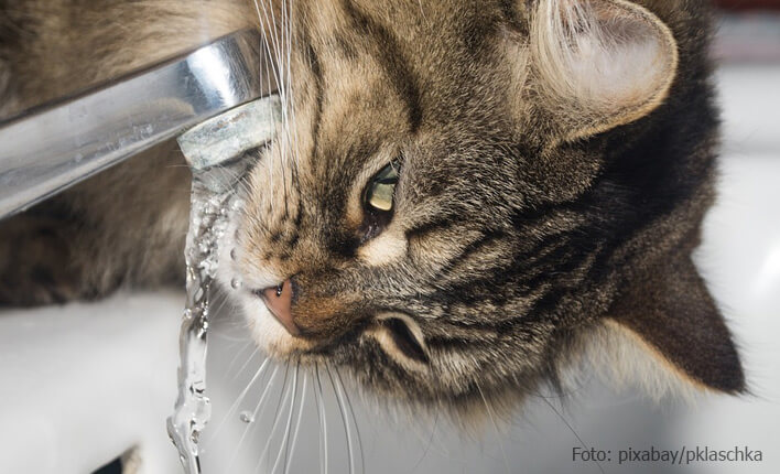 trinkbrunnen-für-katzen - katzen-beratung.info